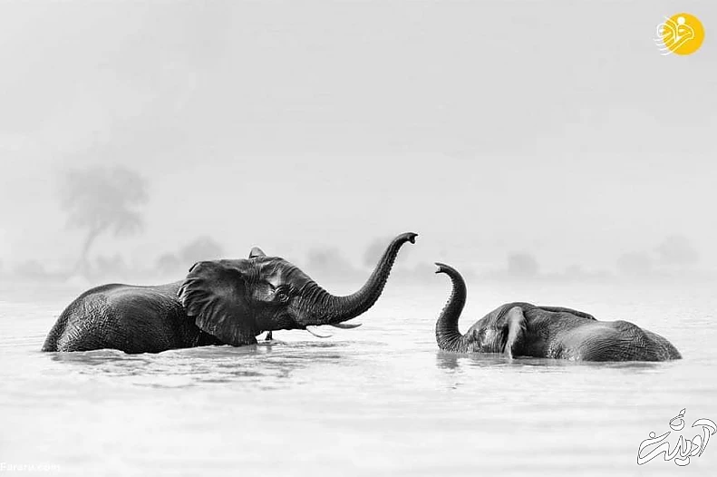 تصاویر منتخب حیات وحش در یک هفته